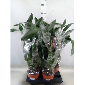 Aechmea   ...mix