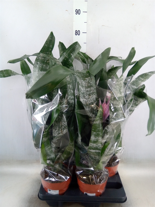 <h4>Aechmea   ...mix</h4>