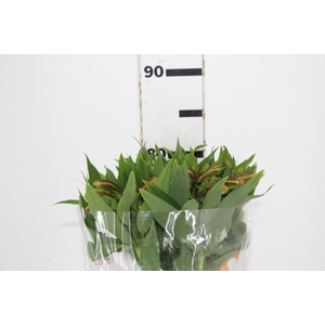 ALSTROEMERIA SENNA 080 CM