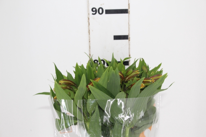 <h4>ALSTROEMERIA SENNA 080 CM</h4>