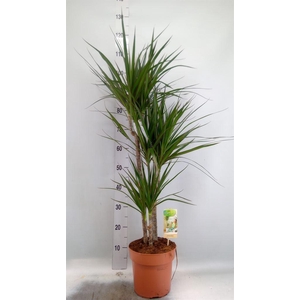 Dracaena marg.