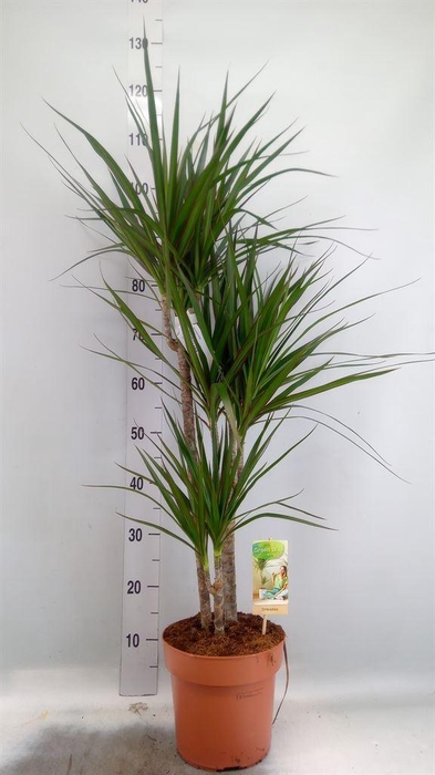 <h4>Dracaena marg.</h4>