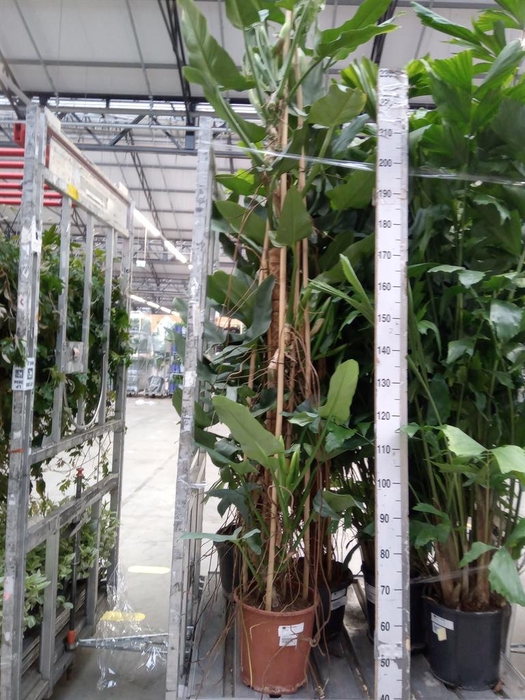 <h4>Philodendron   ...</h4>