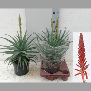 ALOE ARBORESCENS
