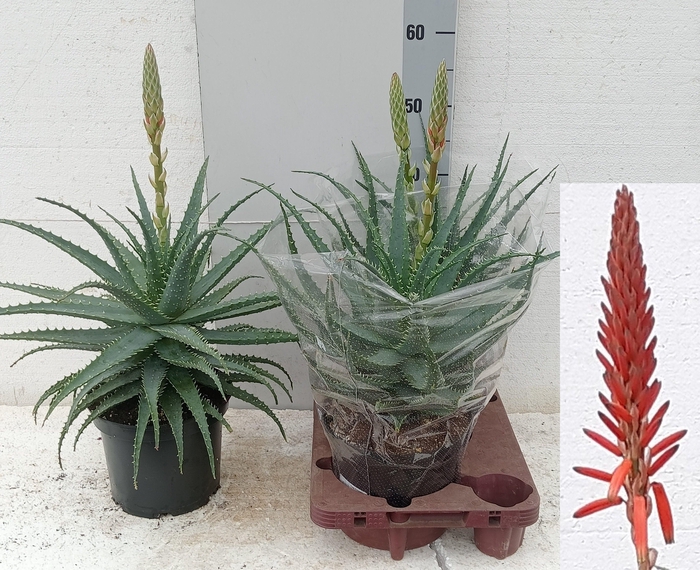 <h4>ALOE ARBORESCENS</h4>