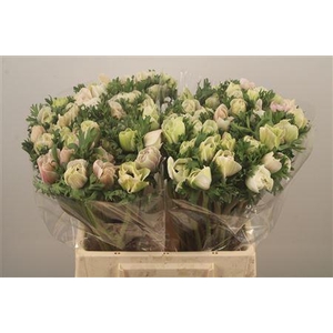 Anemone Mistral White