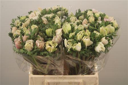 <h4>Anemone Mistral White</h4>