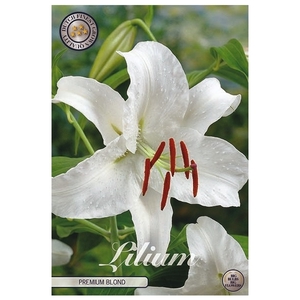 Lilium Premium Blond x2 16/18