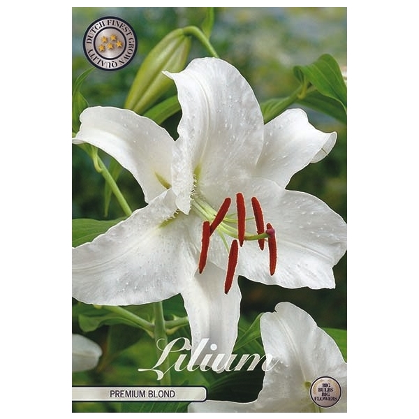 <h4>Lilium Premium Blond x2 16/18</h4>