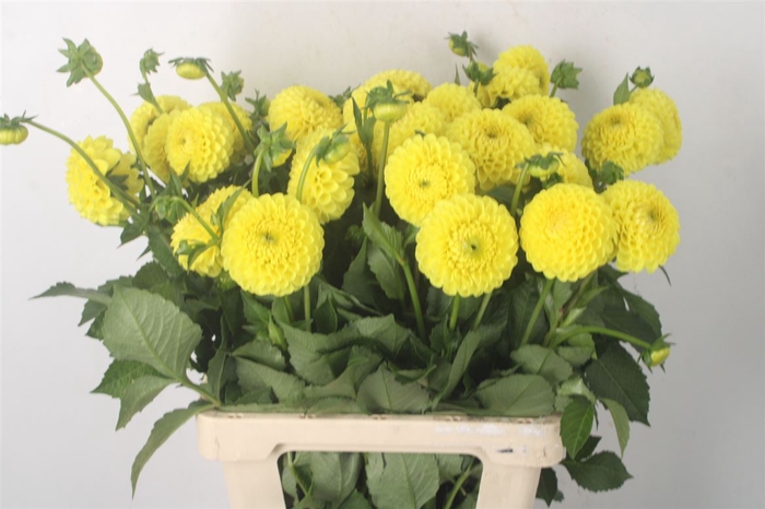 <h4>DAHL YELLOW BABY</h4>