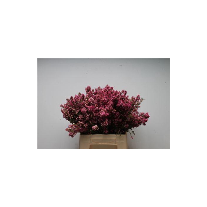 <h4>Kaaps Erica Bella</h4>