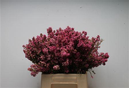 <h4>Kaaps Erica Bella</h4>