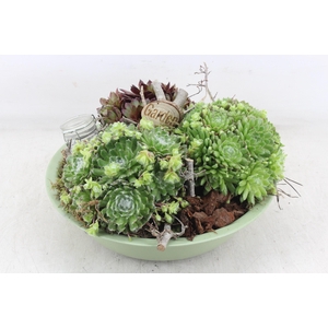 arr4 Semp MB - Zink schaal groen Los