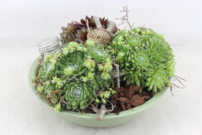 <h4>arr4 Semp MB - Zink schaal groen Los</h4>