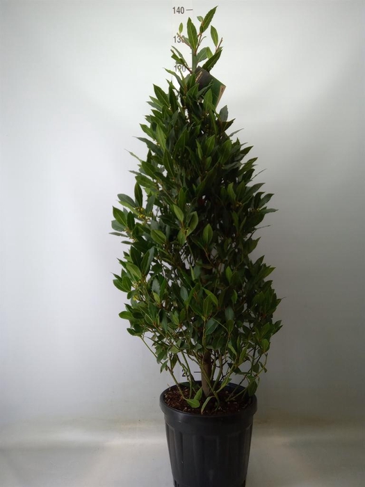 <h4>Laurus nobilis</h4>