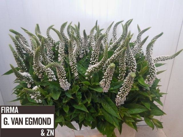 <h4>LYSIM CLETHROIDES</h4>