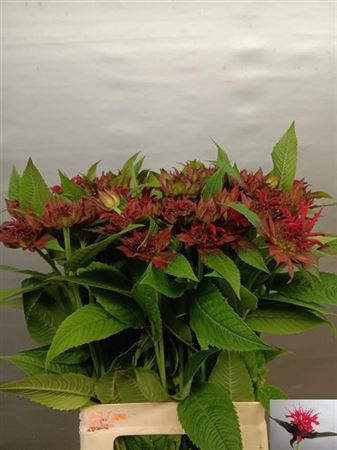 Monarda Red Star