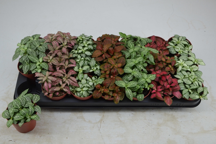 <h4>FITT GEM 7 KL</h4>