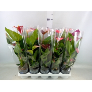 Anthurium   ...mix