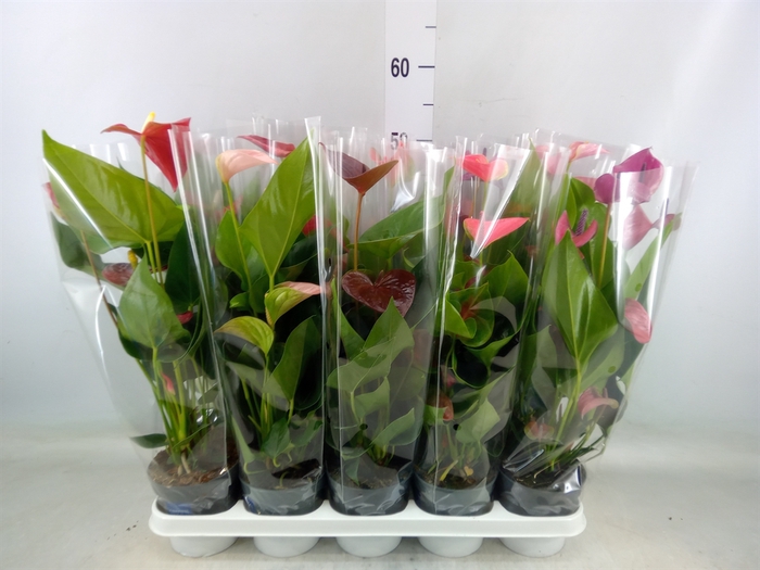 <h4>Anthurium   ...mix</h4>