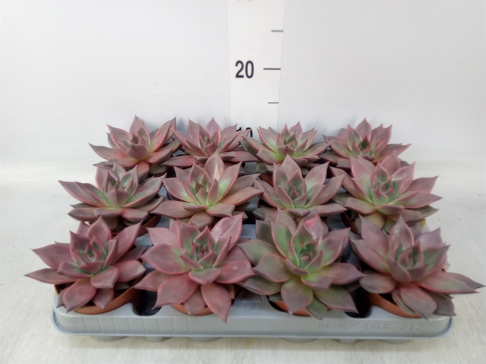 <h4>Echeveria  'Taurus'</h4>