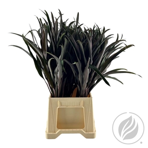 Cordyline Chicken Tail Top 65cm