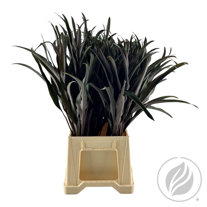 <h4>Cordyline Chicken Tail Top 65cm</h4>