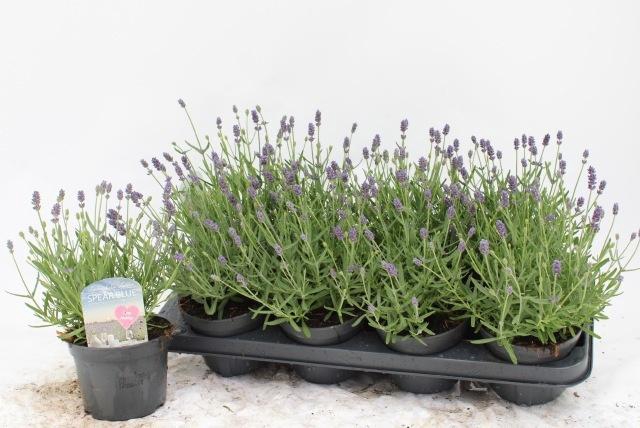 <h4>LAVAN AN ESSENCE PUR</h4>