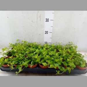 Peperomia rotundifolia