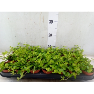 Peperomia rotundifolia