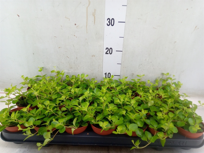 <h4>Peperomia rotundifolia</h4>