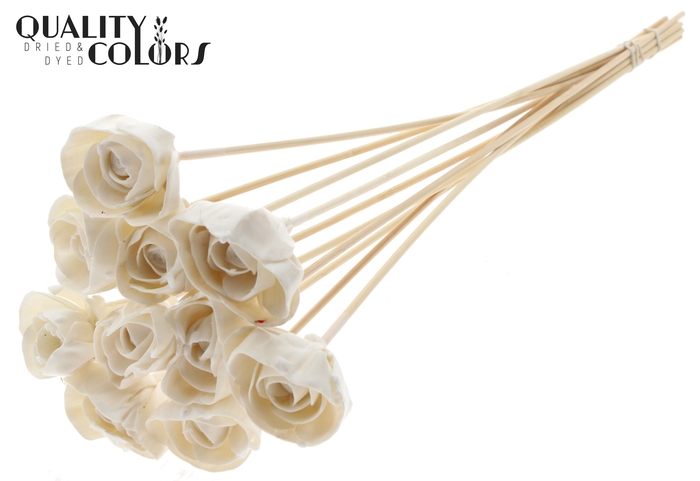 Shola Dear Holly 6cm on stem Wax White
