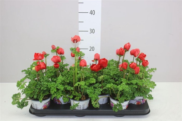 <h4>Anemone Coronaria Harmony Scarlet</h4>