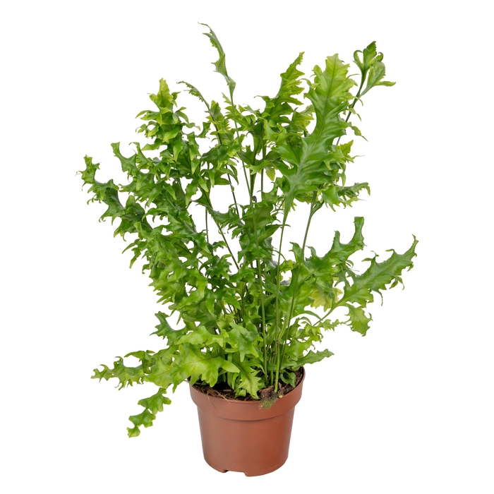 <h4>PHYM SC HAWAI SUNSHI</h4>