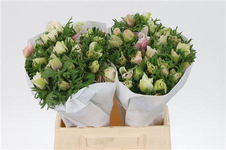 <h4>Anem Co Mis + White</h4>