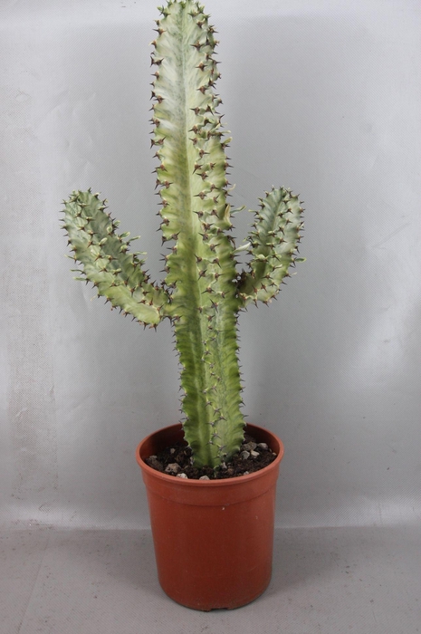 <h4>EUPHOR INGENS VAR</h4>