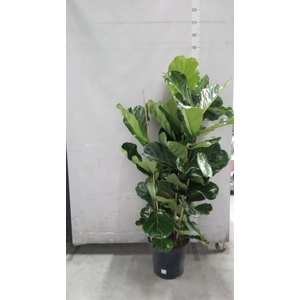 Ficus lyrata