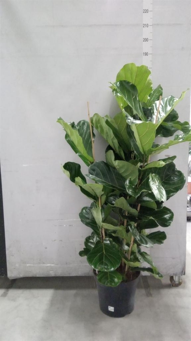 <h4>Ficus lyrata</h4>