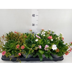 Lewisia cot. 'Rocky Colors'   ..mix