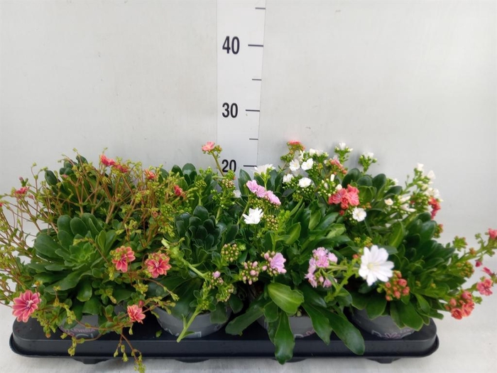 <h4>Lewisia cot. 'Rocky Colors'   ..mix</h4>