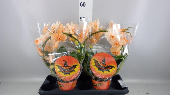 <h4>Phalaenopsis   ...</h4>
