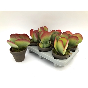 KALANCHOE THYRSIFL