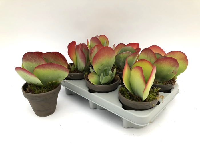 <h4>KALANCHOE THYRSIFL</h4>