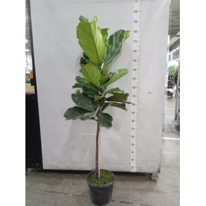 Ficus lyrata