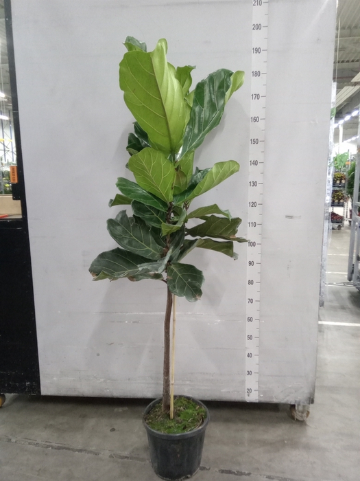 <h4>Ficus lyrata</h4>