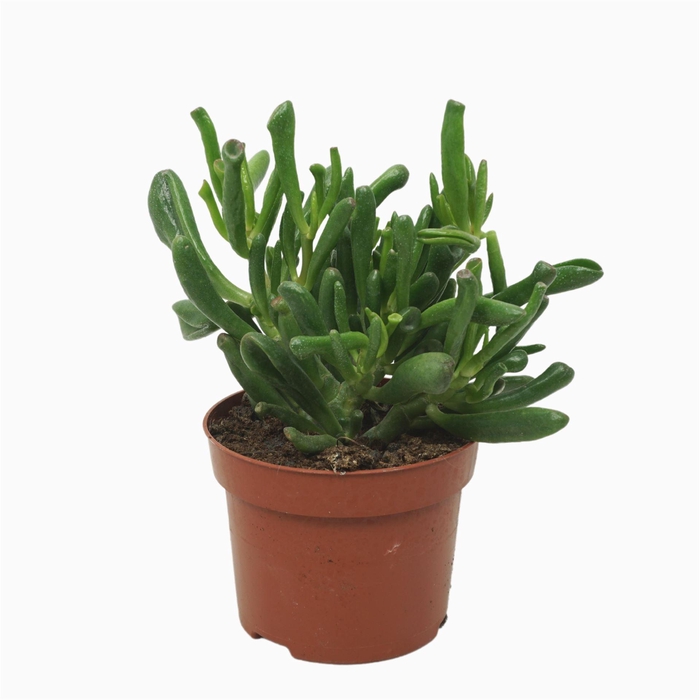 <h4>Crassula ovata 'Gollum'</h4>