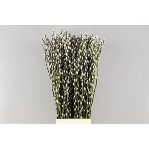 SALIX SNOWFLAKE 090CM