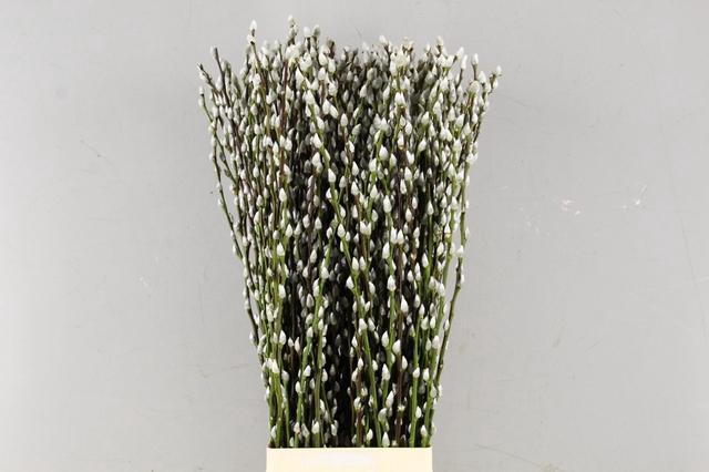 <h4>SALIX SNOWFLAKE 090CM</h4>