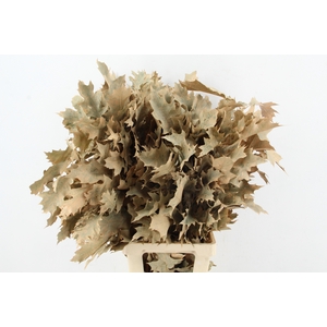 QUERC RUBRA 80CM FROST APRICOT