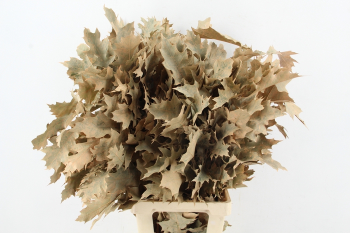<h4>QUERC RUBRA 80CM FROST APRICOT</h4>